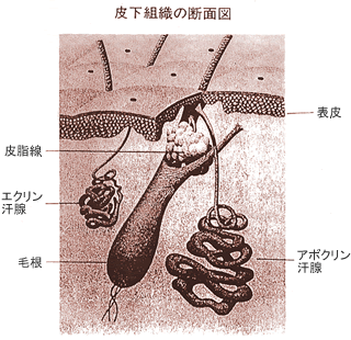 �牺�g�D�̒f�ʐ}
