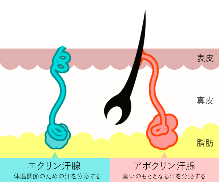 アポクリン腺とエクリン酸