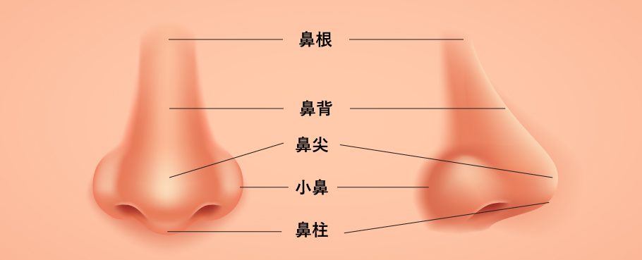 鼻の治療｜静岡中央クリニック・東京中央クリニック【公式】｜美容外科・美容皮膚科・形成外科